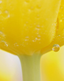 Macro Yellow Water Drops screenshot #1 128x160
