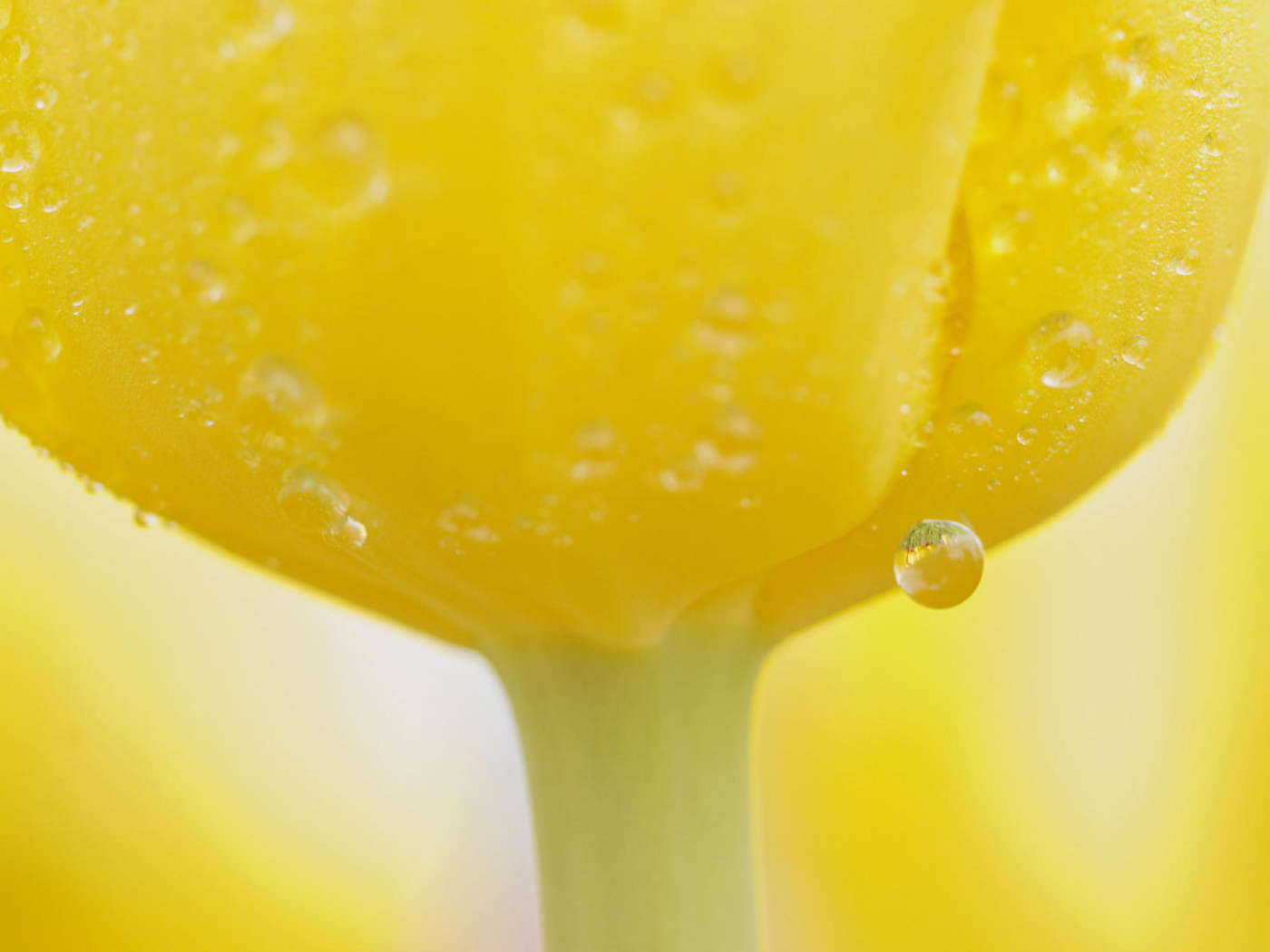 Macro Yellow Water Drops screenshot #1 1400x1050