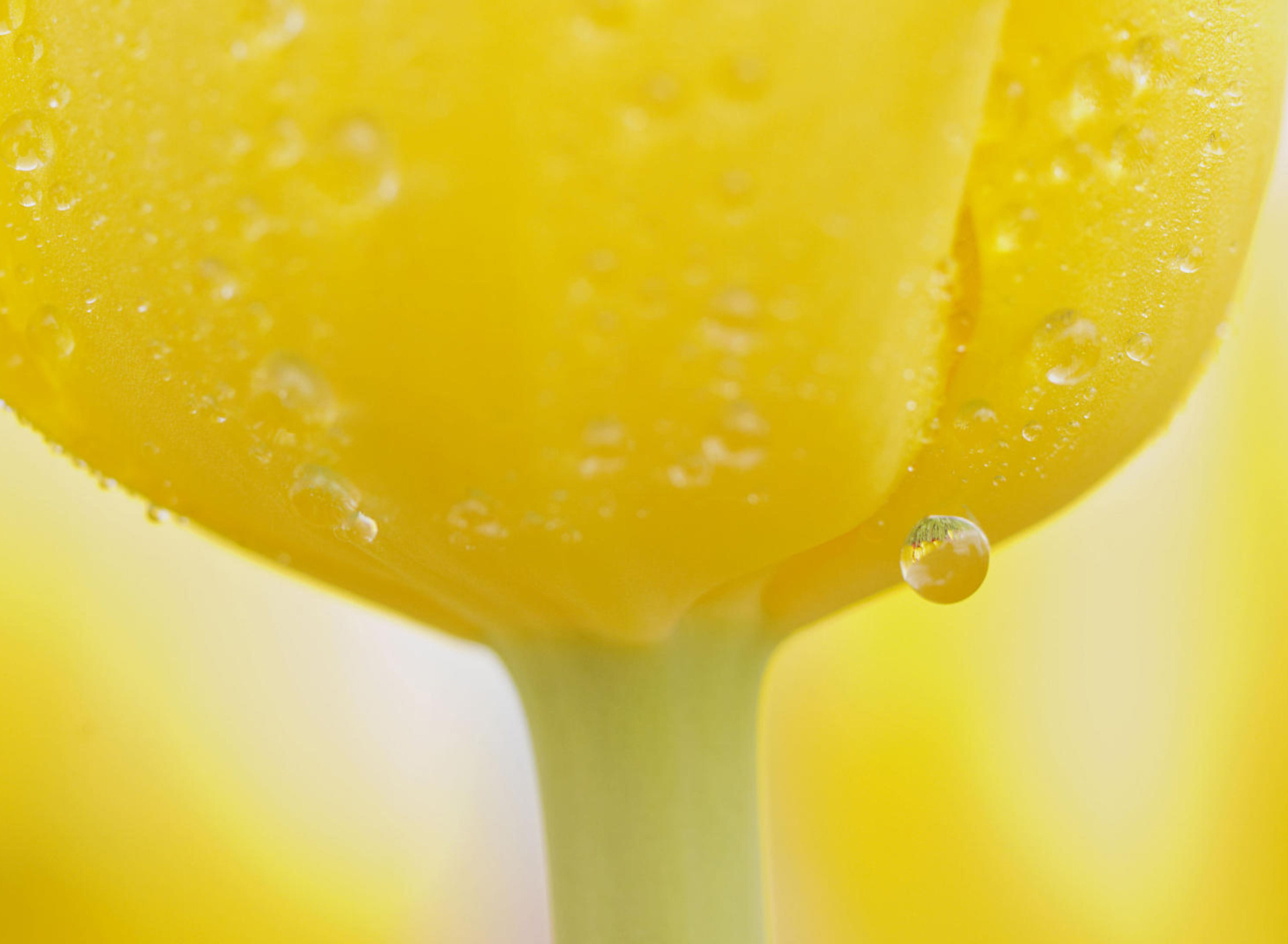 Das Macro Yellow Water Drops Wallpaper 1920x1408