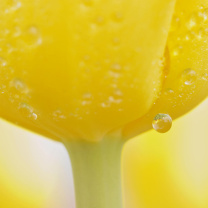 Обои Macro Yellow Water Drops 208x208