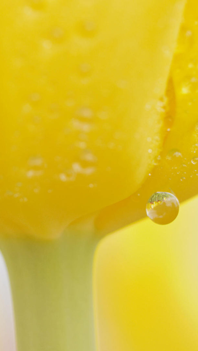 Das Macro Yellow Water Drops Wallpaper 640x1136