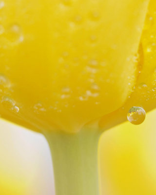 Macro Yellow Water Drops - Obrázkek zdarma pro iPhone 3G