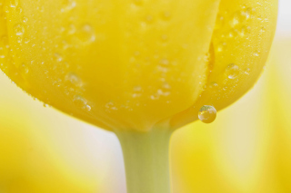 Macro Yellow Water Drops - Obrázkek zdarma pro Samsung Galaxy Ace 4