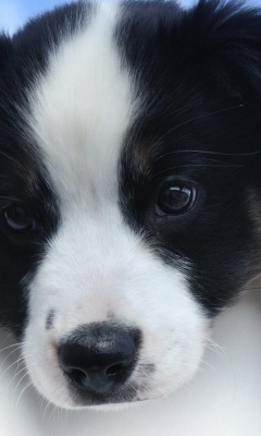 Cute Puppy screenshot #1 240x400