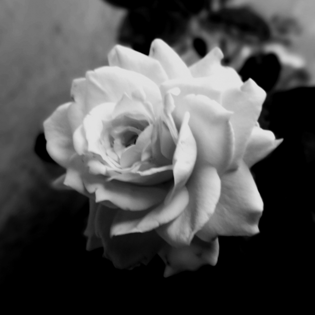 Sfondi Cute Rose 1024x1024