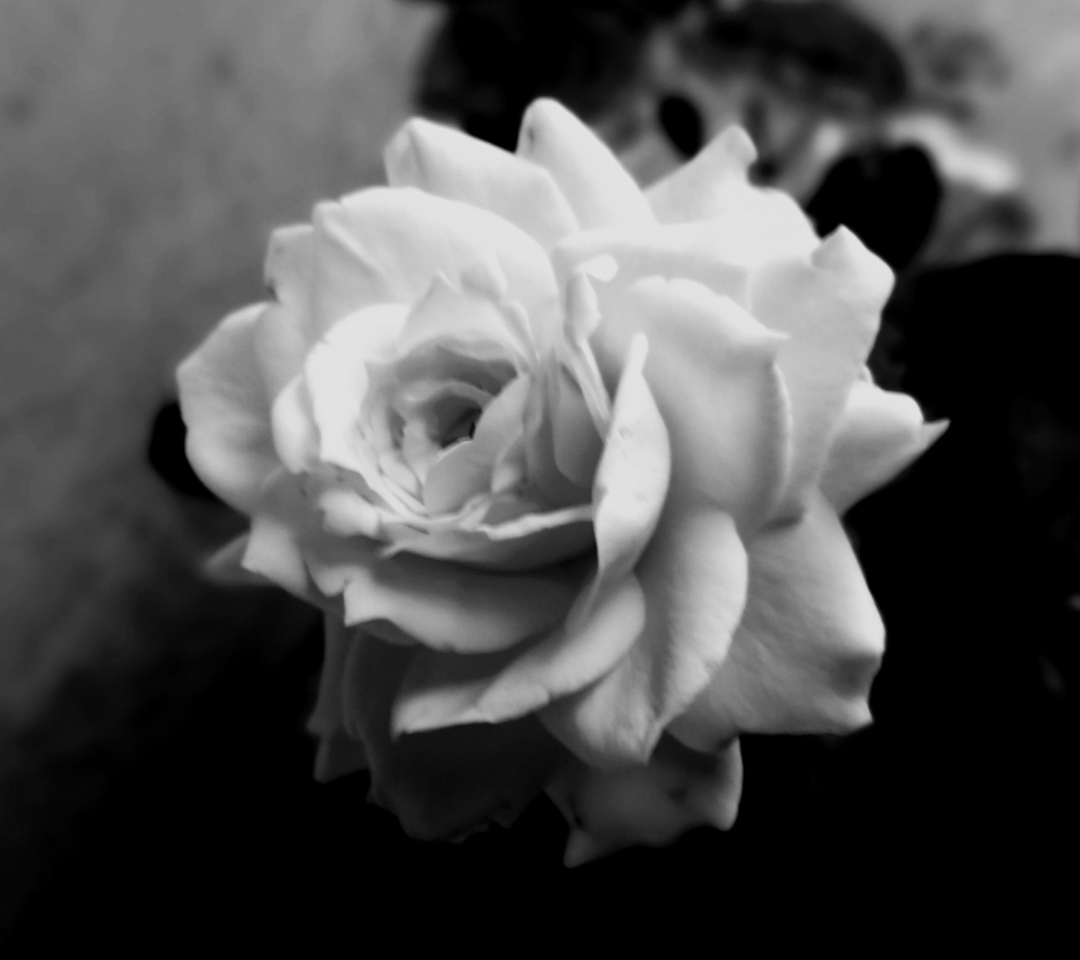 Das Cute Rose Wallpaper 1080x960