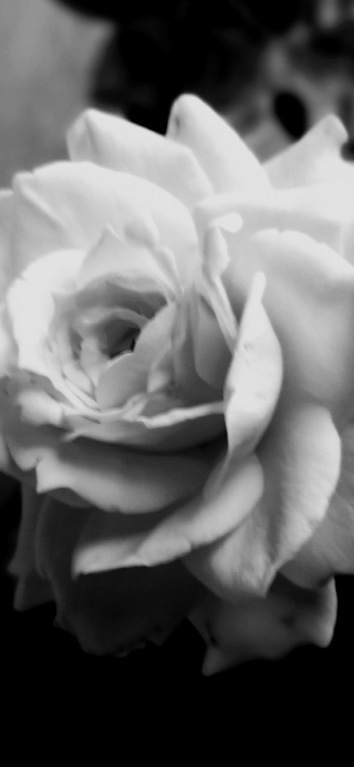 Sfondi Cute Rose 1170x2532