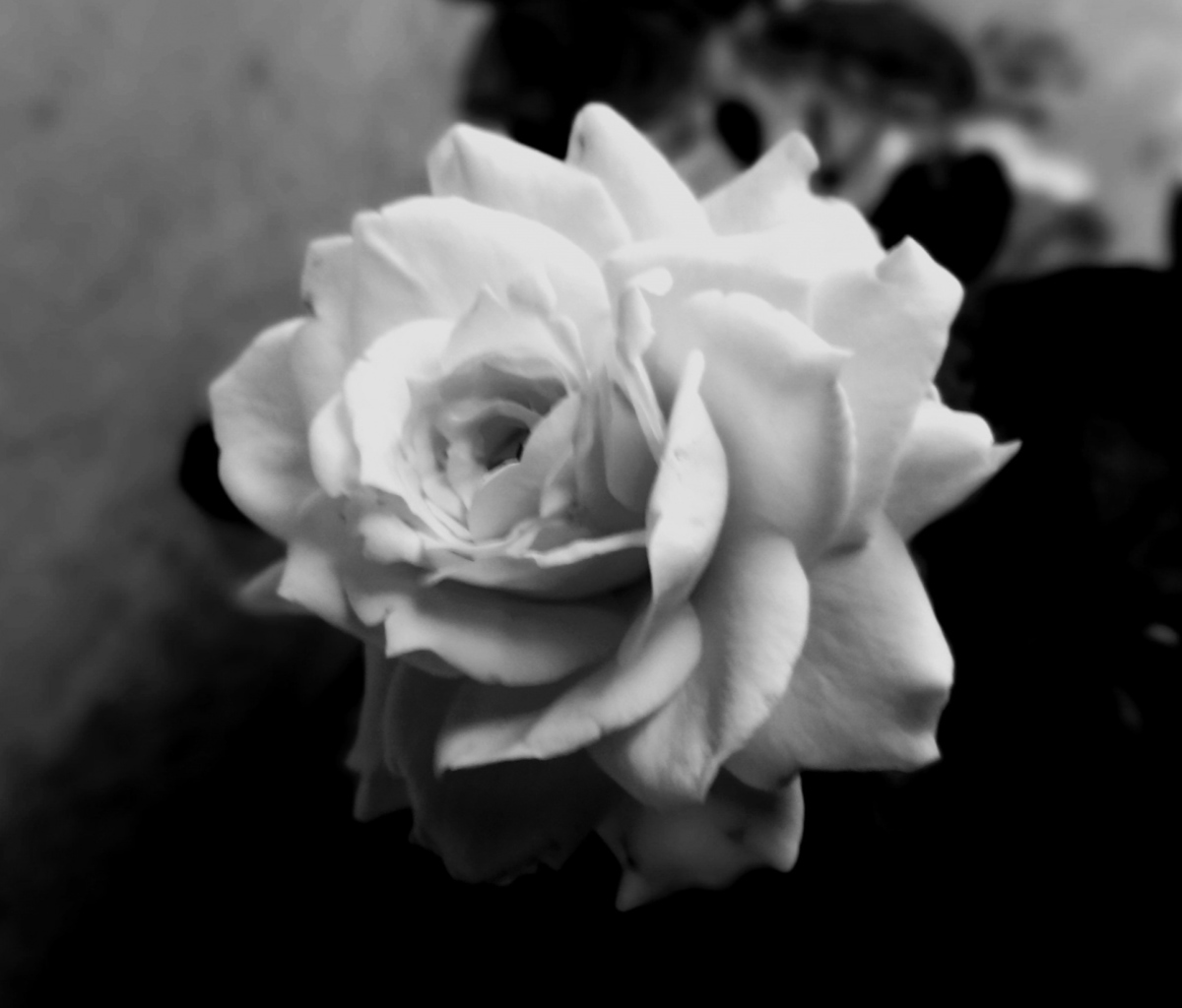 Cute Rose wallpaper 1200x1024