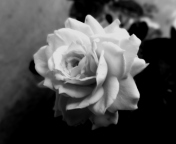 Sfondi Cute Rose 176x144