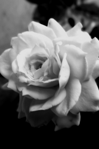 Sfondi Cute Rose 320x480