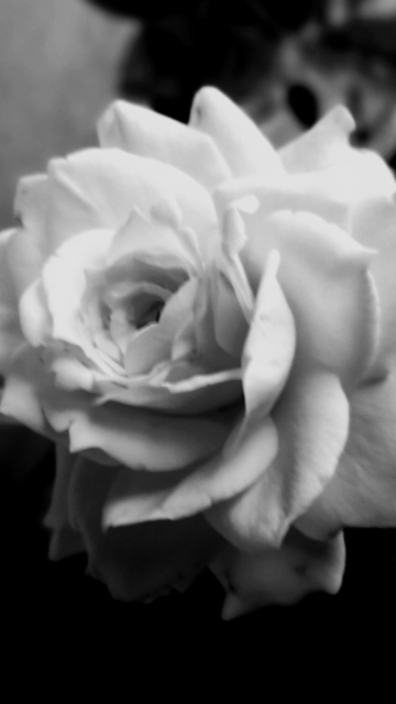 Sfondi Cute Rose 360x640
