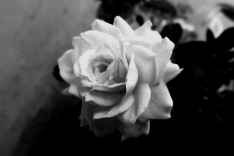 Sfondi Cute Rose 480x320