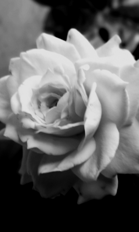 Cute Rose wallpaper 480x800