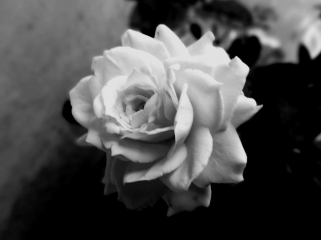 Sfondi Cute Rose 640x480