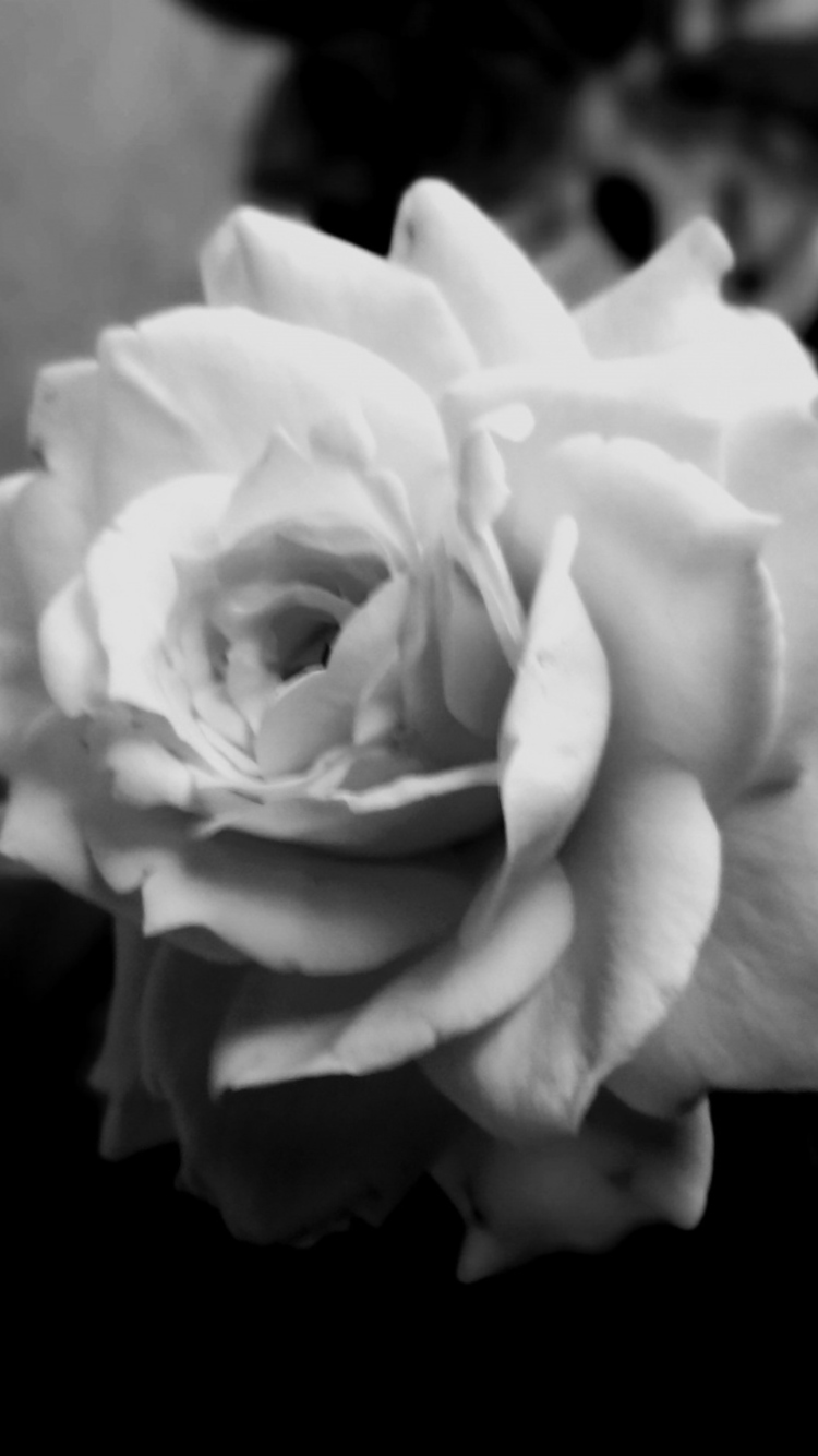 Sfondi Cute Rose 750x1334