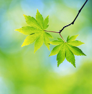 Fresh Leaves - Fondos de pantalla gratis para iPad 2