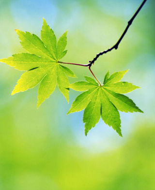Fresh Leaves sfondi gratuiti per iPhone 5S