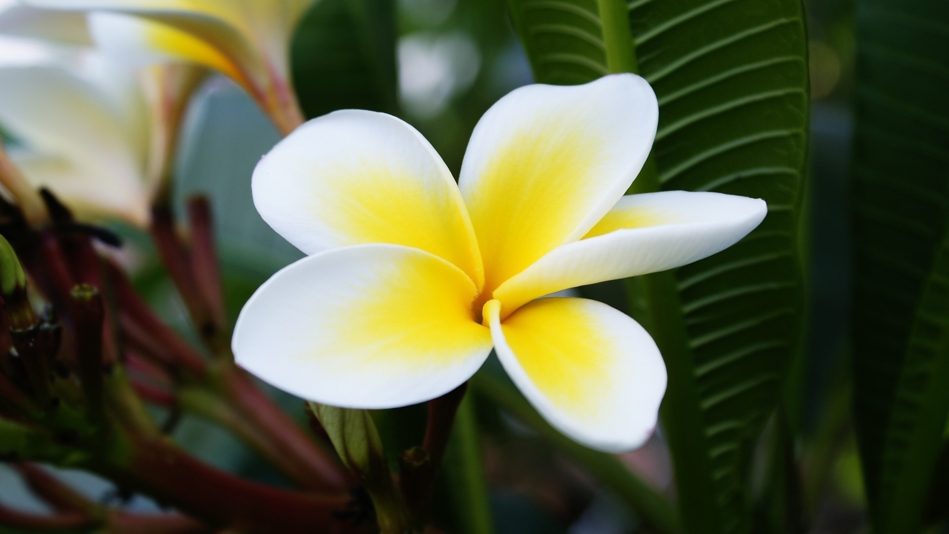 Fondo de pantalla Plumeria Flower from Asia 1920x1080