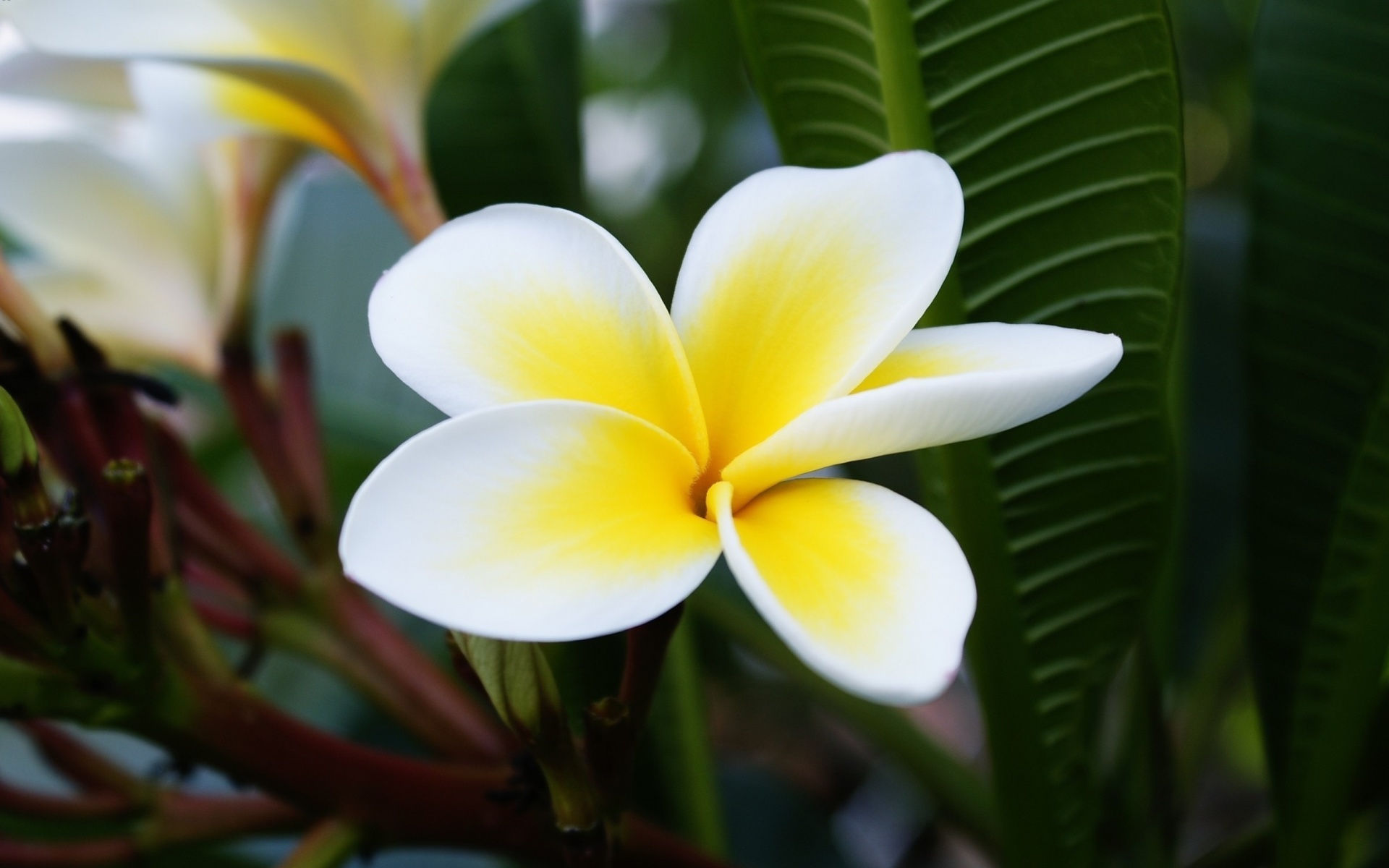 Das Plumeria Flower from Asia Wallpaper 1920x1200