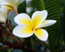 Plumeria Flower from Asia wallpaper 220x176