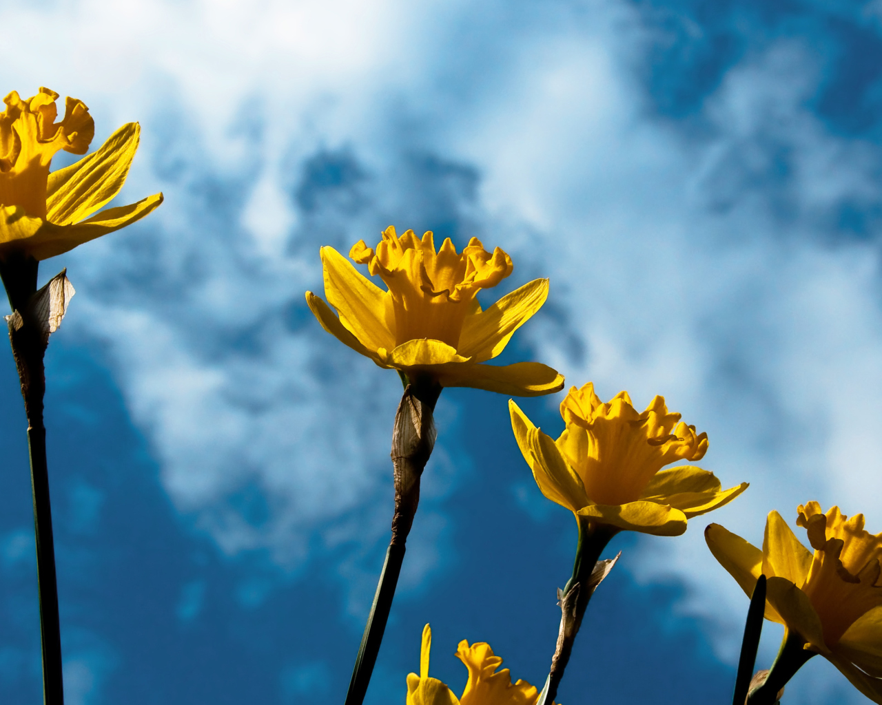 Autumn Flowers wallpaper 1280x1024