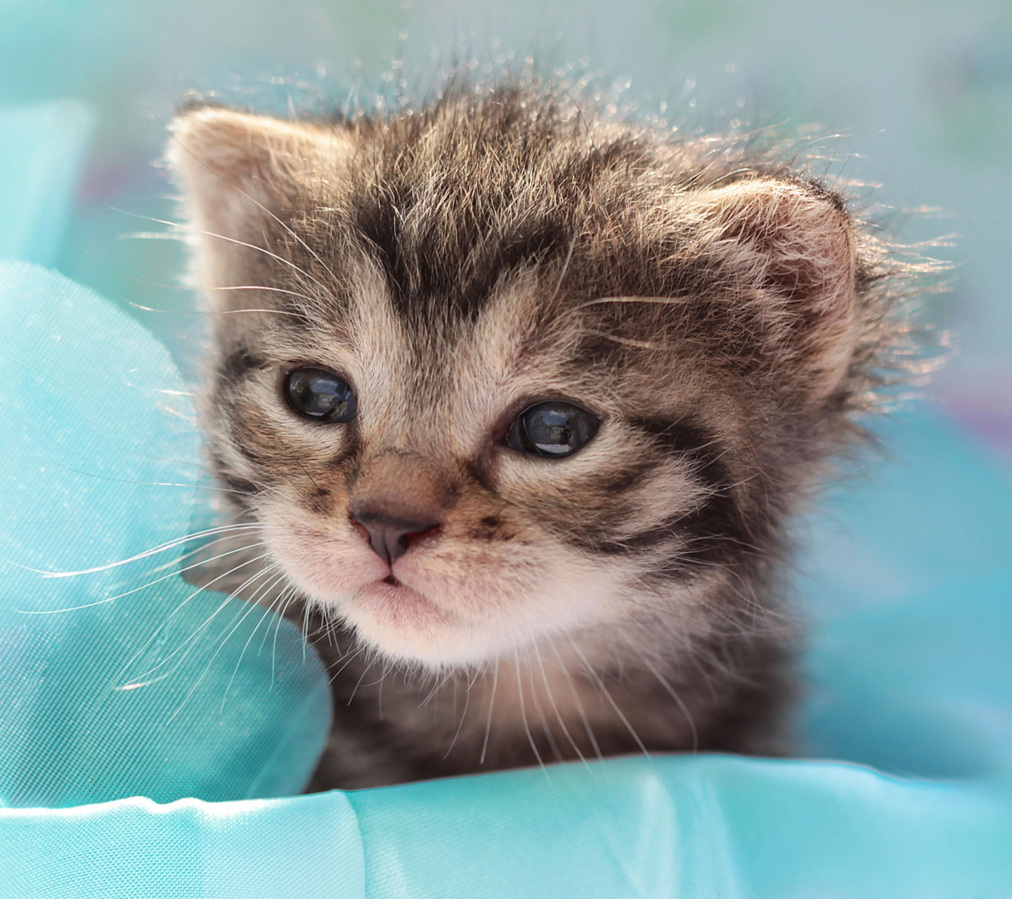 Обои Grey Baby Kitten 1440x1280