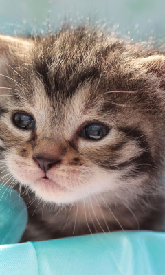 Grey Baby Kitten screenshot #1 240x400