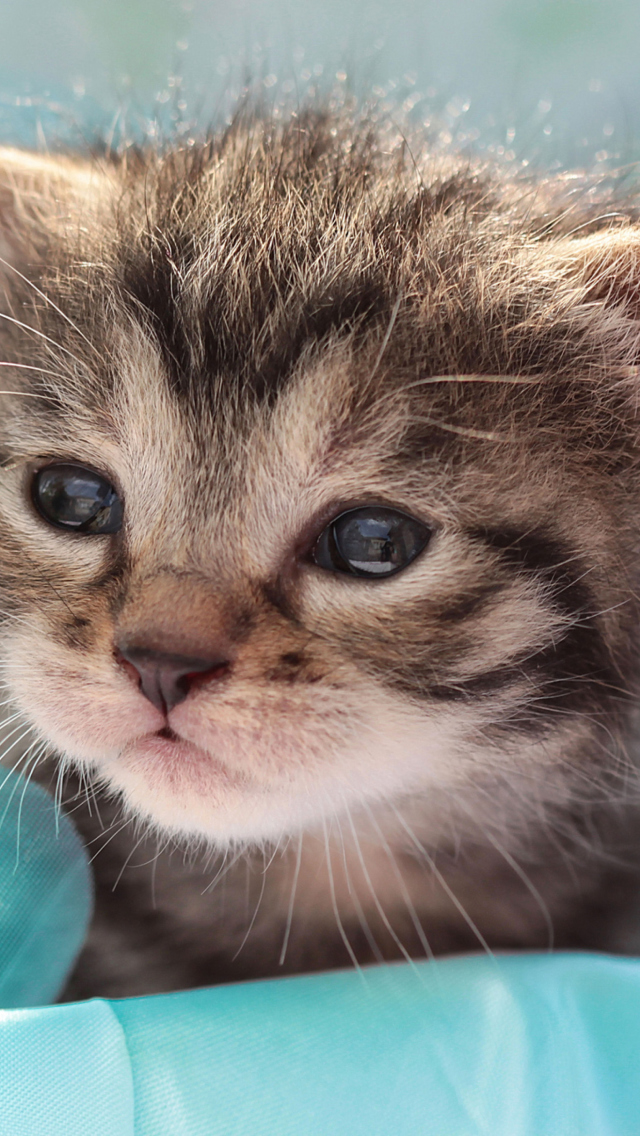 Fondo de pantalla Grey Baby Kitten 640x1136