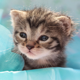 Free Grey Baby Kitten Picture for 1024x1024