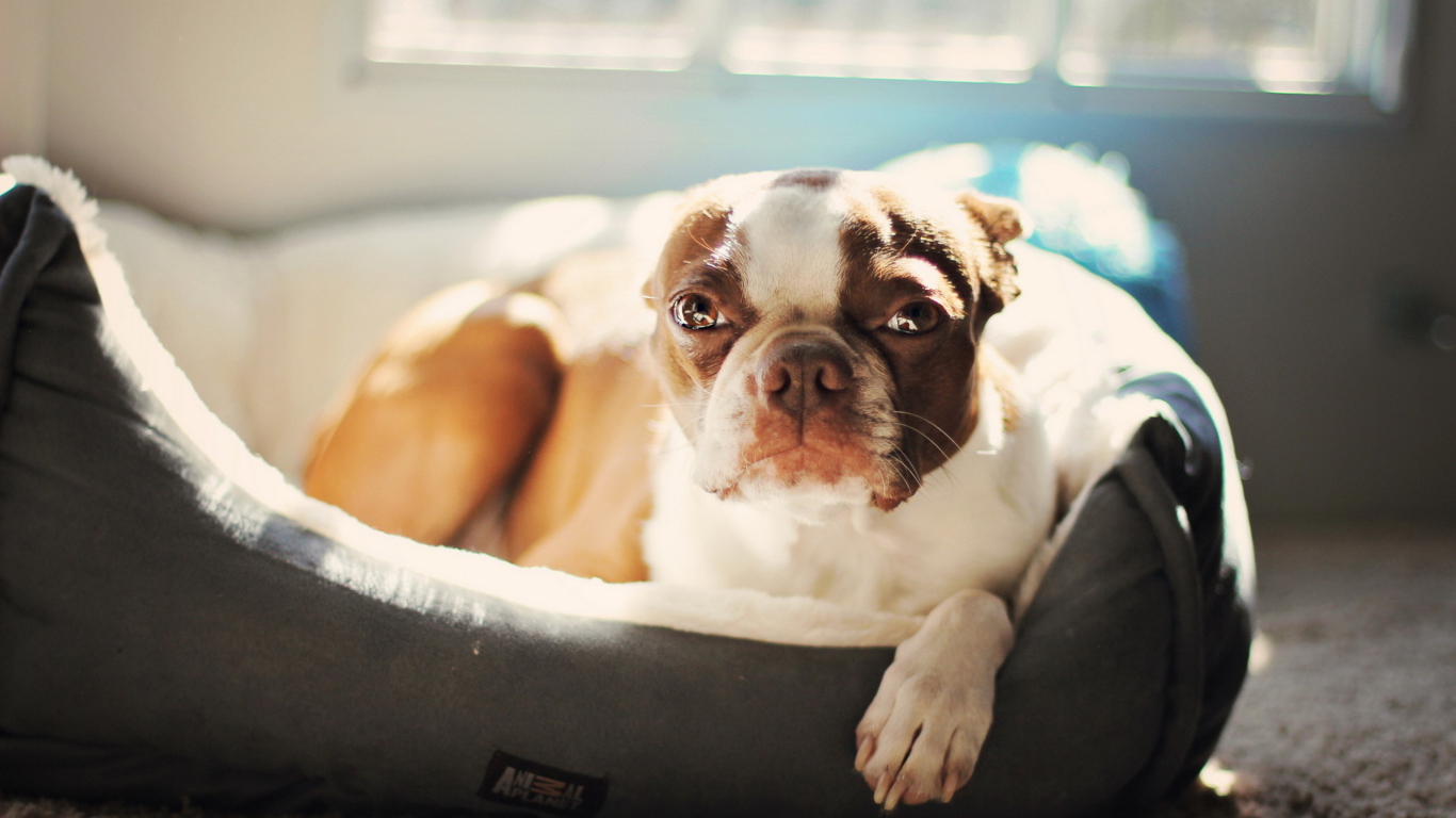 Bulldog Enjoying Sunlight screenshot #1 1366x768