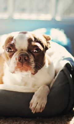 Обои Bulldog Enjoying Sunlight 240x400