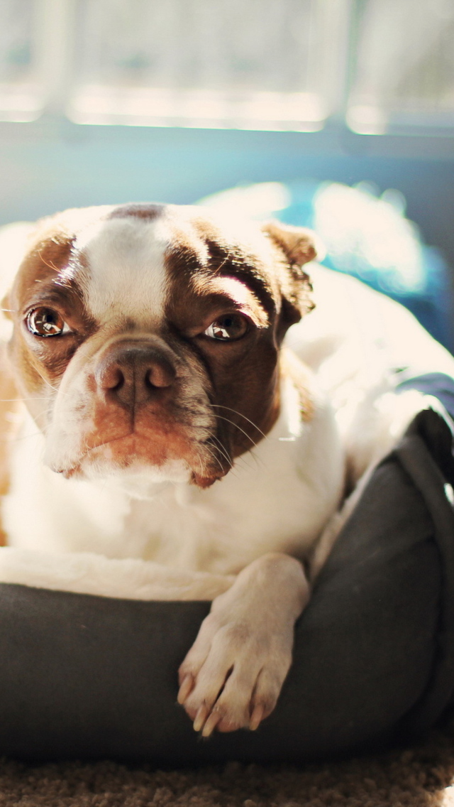 Bulldog Enjoying Sunlight wallpaper 640x1136