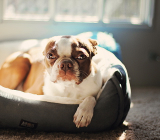 Bulldog Enjoying Sunlight - Obrázkek zdarma pro 128x128