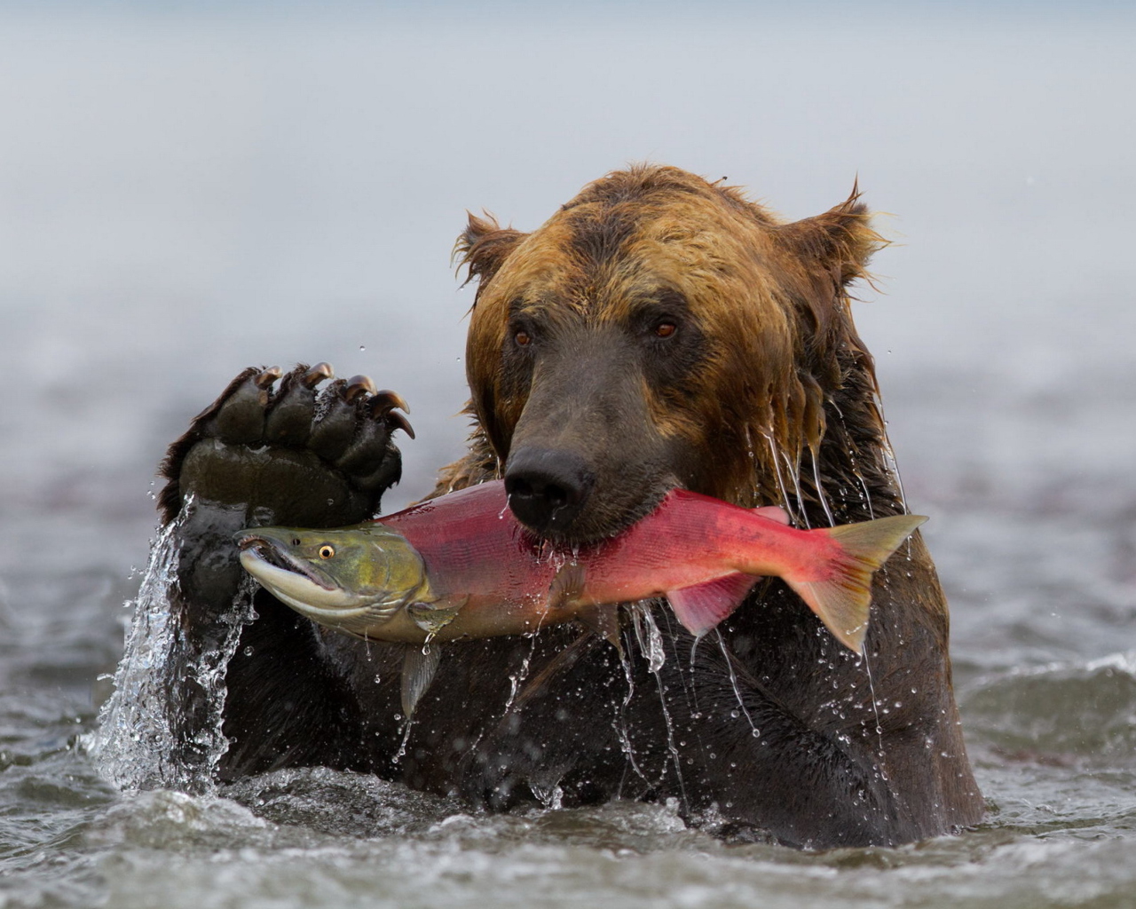 Обои Grizzly Bear Catching Fish 1280x1024