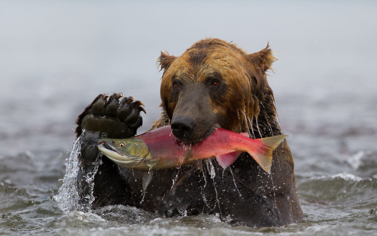 Обои Grizzly Bear Catching Fish 1280x800