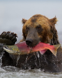 Das Grizzly Bear Catching Fish Wallpaper 128x160