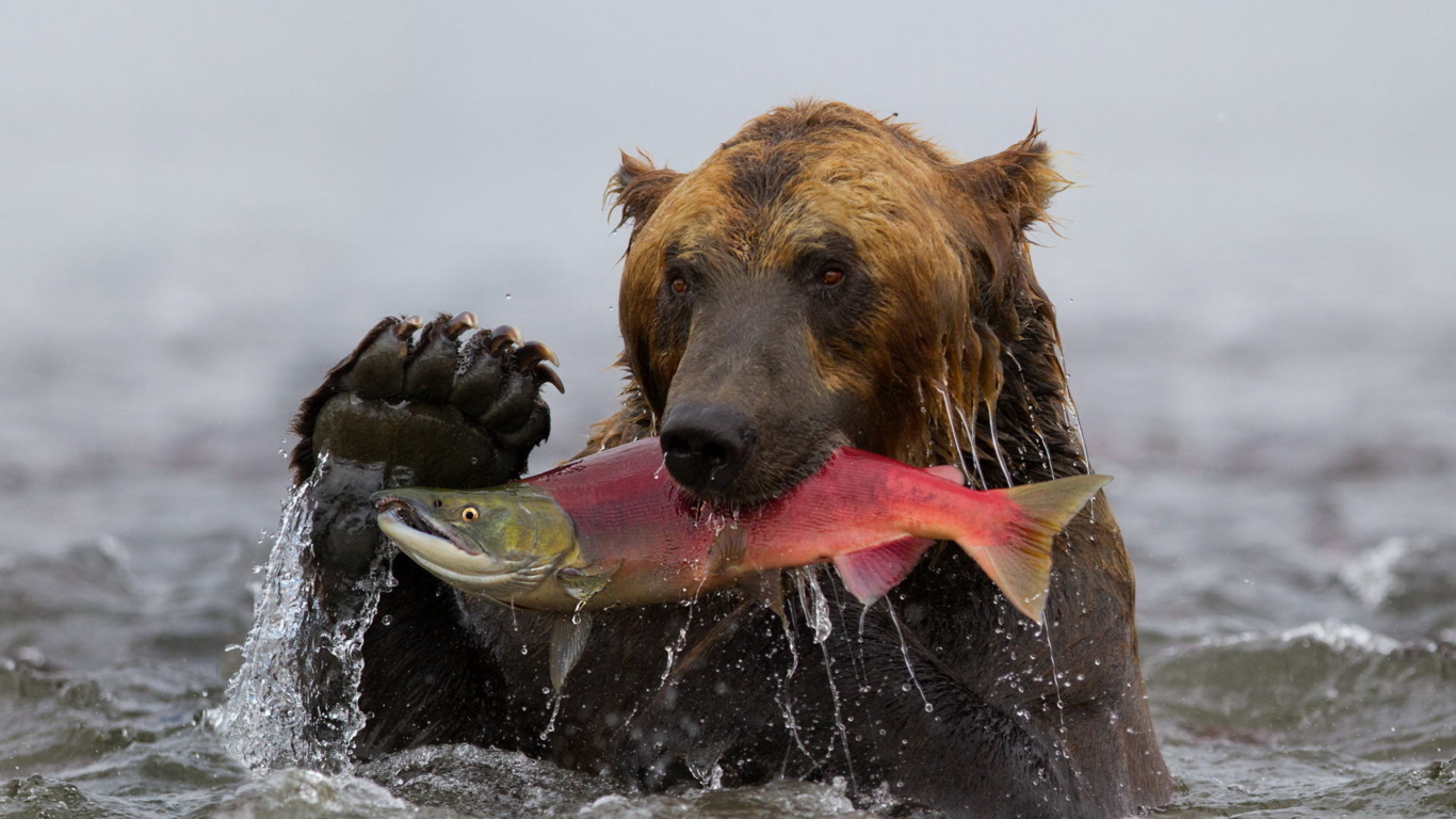 Grizzly Bear Catching Fish wallpaper 1366x768