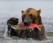 Das Grizzly Bear Catching Fish Wallpaper 176x144
