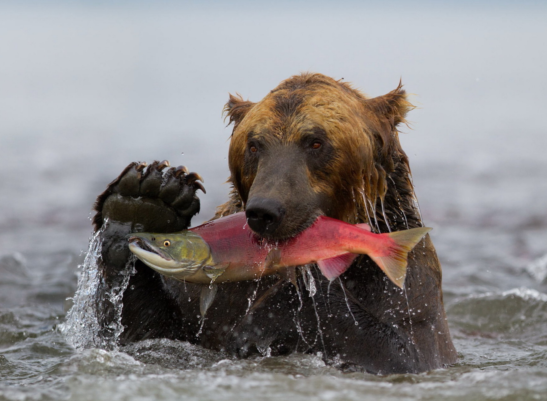 Sfondi Grizzly Bear Catching Fish 1920x1408