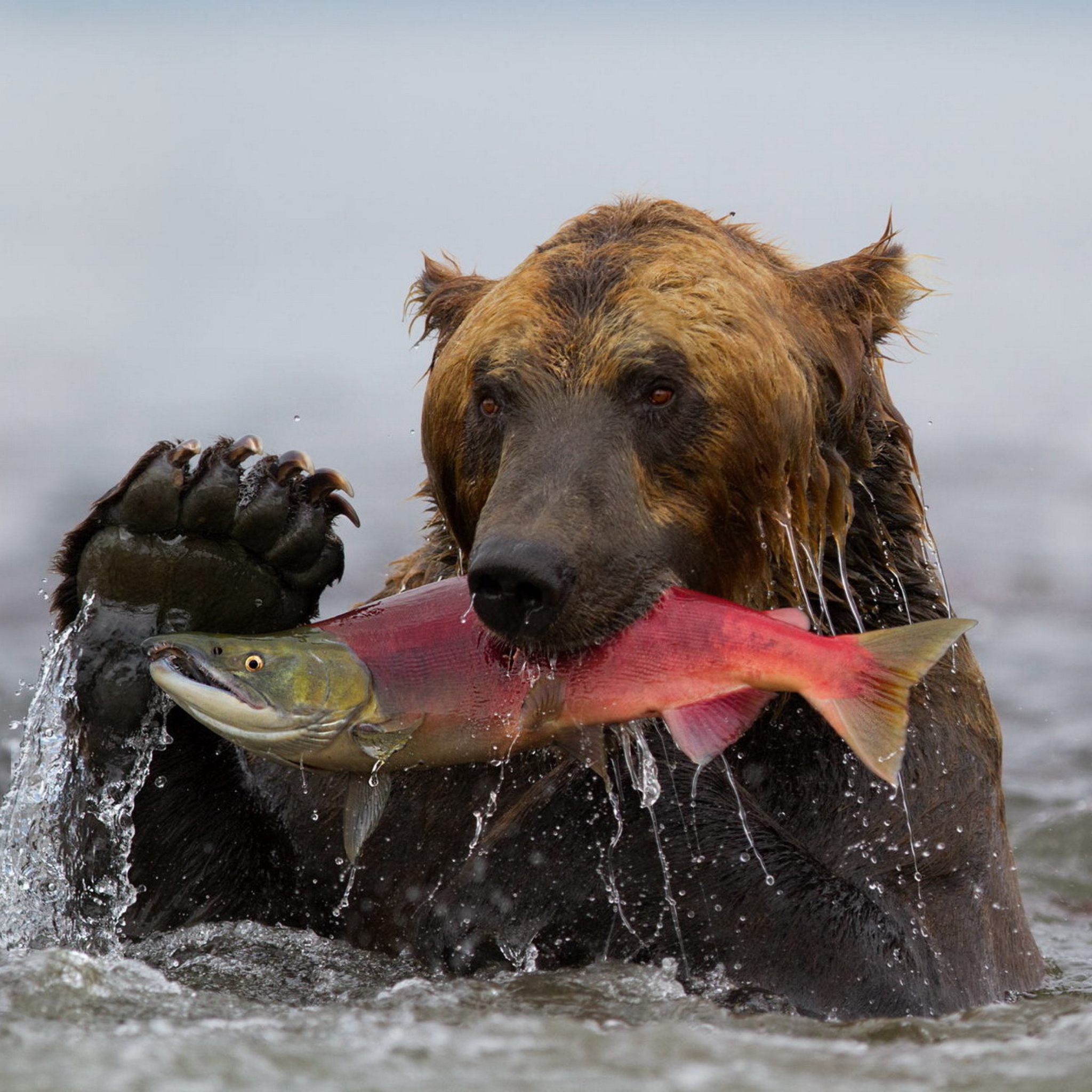 Обои Grizzly Bear Catching Fish 2048x2048