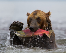 Fondo de pantalla Grizzly Bear Catching Fish 220x176
