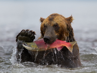 Обои Grizzly Bear Catching Fish 320x240