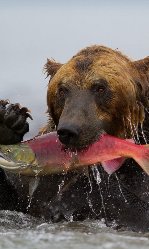 Fondo de pantalla Grizzly Bear Catching Fish 480x800