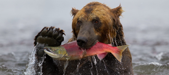Fondo de pantalla Grizzly Bear Catching Fish 720x320