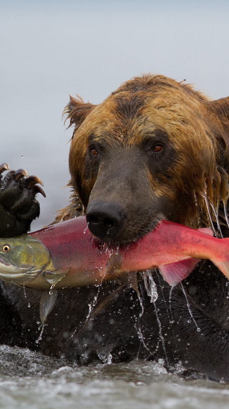 Grizzly Bear Catching Fish wallpaper 750x1334