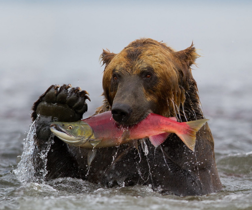 Обои Grizzly Bear Catching Fish 960x800
