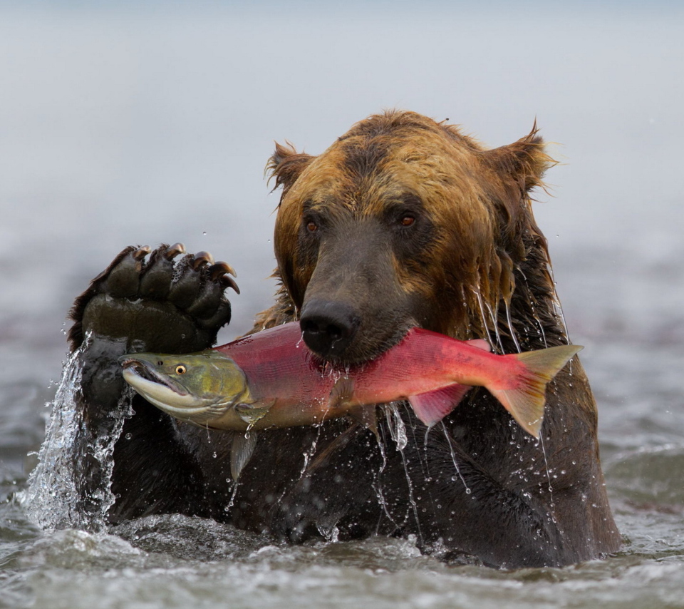 Обои Grizzly Bear Catching Fish 960x854