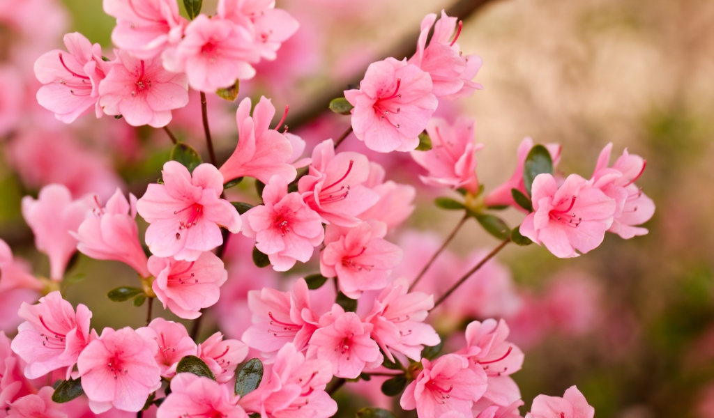Pink Spring Blossom wallpaper 1024x600