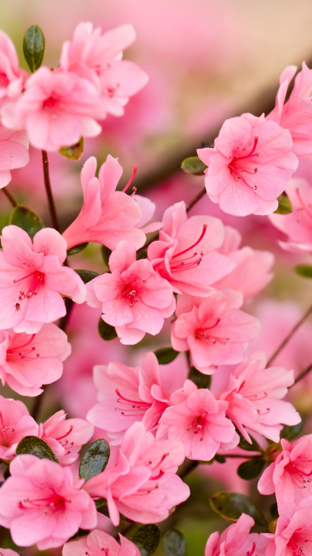 Das Pink Spring Blossom Wallpaper 1080x1920
