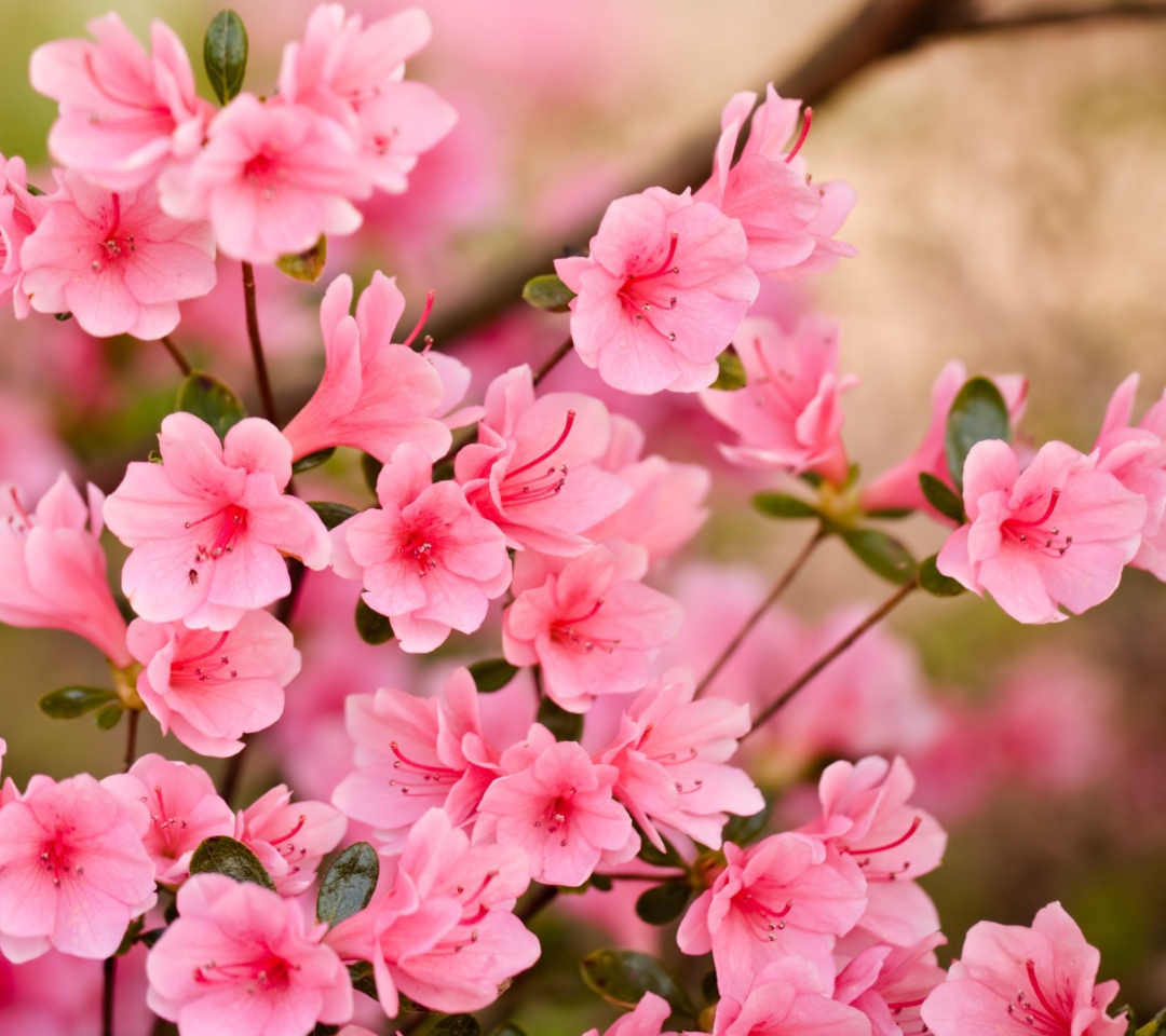 Pink Spring Blossom wallpaper 1080x960